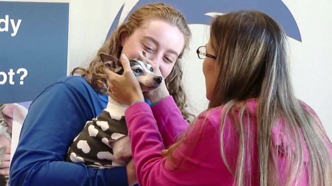 Dutchess, anjing fox terrier ditemukan di Pittsburgh, sekitar 1.609 km dari rumahnya di Florida.